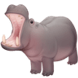Nijlpaard - Facebook