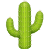 Cactus - Facebook