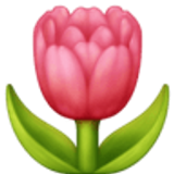 Tulp - Facebook