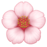 Kersenbloesem - Facebook