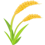 Rijstplant - Facebook