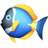 Tropische vis - Facebook