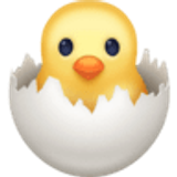 Kuiken uit ei - Facebook