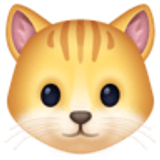 Kattengezicht - Facebook