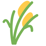 Rijstplant - Twitter / X