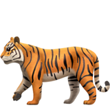 Tijger