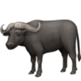 Waterbuffel - Facebook