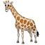 Giraffe emoji U+1F992 Giraffe emoji U+1F992