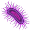 Bacterie U+1F9A0 Bacterie U+1F9A0